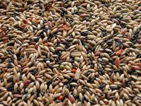 Quality Canary Seeds for sale