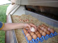 Fertile Chicken Eggs, hatching Eggs, day old Chicks, Eggs