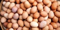 Fresh Table eggs, hatching eggs and chicken parts for sale