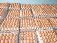 Fertile Hatching Egg , Broiler Hatching chicken Eggs Cobb500
