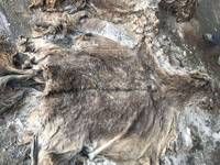 Wet Salted and Dried Donkey Hides/Goat Skin / Salted Cow Hides