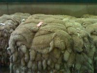 Wet and dry salted cow hides, raw wet blue hides, wet blue hide, wet hides