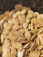 inner mongolia pumpkin seeds shine skin pumpkin kernels