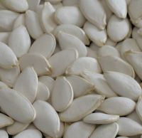 Export Grade Shine Skin Pumpkin Seeds in Bulk