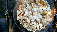 8-10cm shine skin middle size pumpkin seeds