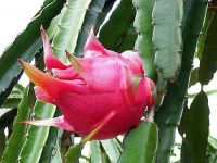 Fresh Dragon Fruits