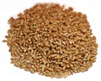 Wheat grass Seeds