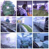 Wholesale IQF Green Soy Beans