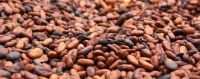 high quality pure natural cocoa/cocoa beans P.E.