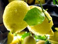 south africa fresh lemons