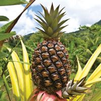 fresh Cayenne pineapple