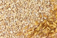 2018 new high quality oats for sale at factory prices