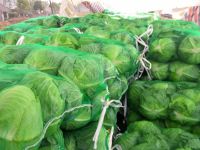 Fresh Cabbages