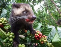 Sell LUWAK ROASTED COFFEE BEANS - VIETDELI