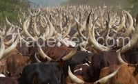 Cow Horns, Antelope Horns, Buffalo Horns