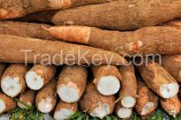 Fresh Cassava And Cassava Chips