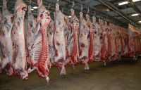 PREMIUM QUALITY HALAL FRESH / FROZEN GOAT / LAMB / SHEEP MEAT / CARCASS FOR SALE