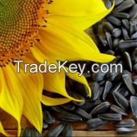 Sunflower Seeds / Sun Flower Seeds