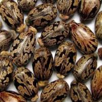 High Quality Castor Seeds