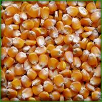 Non GMO White and Yellow Corn/Maize GRADE 1