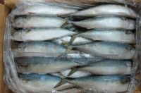 Frozen Mackerel Fish