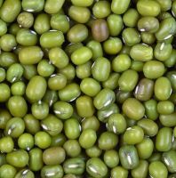 Green Mung Bean