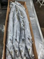 Frozen - RIBBONFISH - Trichiurus lepturus