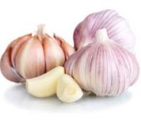 Fresh Garlic