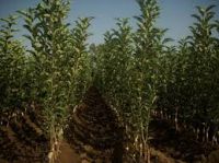 Production of fruit seedlings