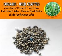 WHOLESALE Job's Tears Coixseed Tear Grass Hato Mugi Adlay Chinese Pearl Barley Coix Lachryma-jobi Organic Wild Crafted Herbs