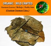 WHOLESALE Gnemon Leaves Melinjo Paddy Oats Gnetum Gnemon Organic Wild Crafted Herbs