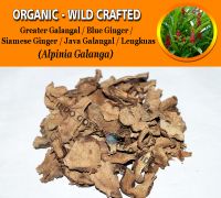 WHOLESALE Greater Galangal Blue Ginger Siamese Ginger Java Galangal Lengkuas Alpinia Galanga Organic Wild Crafted Herbs