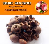 WHOLESALE Mangosteen Rind Mangustan Garcinia Mangostana Organic Wild Crafted Herbs