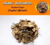 WHOLESALE Elephant Ginger Zingiber Officinale Organic Wild Crafted Herbs