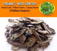 WHOLESALE Guava Leaf Yellow Guava Lemon Guava Psidium Guajava Organic Wild Crafted Herbs