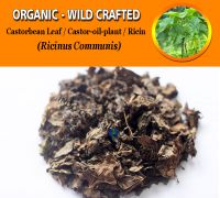 WHOLESALE Castorbean Leaf Castor-oil-plant Ricin Ricinus Communis  Organic Wild Crafted Herbs