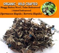WHOLESALE Shaggy Button Weed False Buttonweed Jointed Buttonweed Spermacoce Hispida Borreria Hispida Organic Wild Crafted Herbs