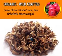 WHOLESALE Crown of God Pau God's Crown Macrocarpa Phaleria Organic Wild Crafted Herbs