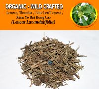 WHOLESALE Leucas Thumba Line Leaf Leucas Xian Ye Bai Rong Cao Leucas Lavandulifolia Organic Wild Crafted Herbs
