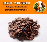 WHOLESALE Mahogany Sky Fruits Swietenia Mahagoni Organic Wild Crafted Herbs