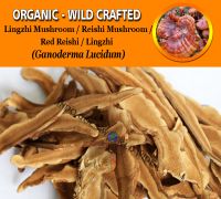 WHOLESALE Jungle Reishi Mushroom Red Reishi Ling Zhi Ganoderma Lucidum Organic Wild Crafted Herbs