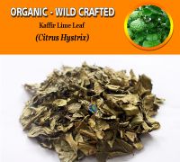WHOLESALE Kaffir Lime Leaf Citrus Hystrix Organic Wild Crafted Herbs
