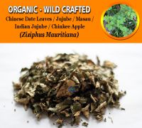 WHOLESALE Chinese Date Leaves Jujube Indian Jujube Chinkee Apple Masau Ziziphus Mauritiana Organic Wild Crafted Herbs