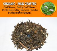 WHOLESALE Chaff-flower Prickly Chaff Flower Devil's Horsewhip Burweed Pululue Achyranthes Aspera Organic Wild Crafted Herbs