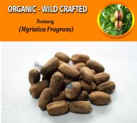 WHOLESALE Nutmeg Pala Myristica Fragrans Organic Wild Crafted Herbs