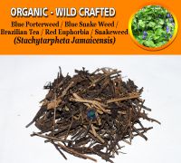 WHOLESALE Blue Porterweed Blue Snake Weed Brazilian Tea Jamaica Vervain Light-blue Snakeweed Stachytarpheta Jamaicensis Organic Wild Crafted Herbs