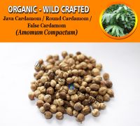 WHOLESALE Java Cardamom Round Cardamom False Cardamom Amomum Compactum Organic Wild Crafted Herbs