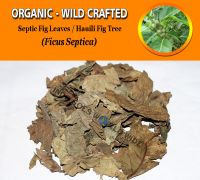 WHOLESALE Septic Fig Leaves Hauili Fig Tree Ficus Septica Organic Wild Crafted Herbs
