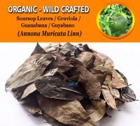 WHOLESALE Soursop Leaves Guyabano Guanabana Graviola Annona Muricata Organic Wild Crafted Herbs