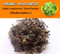 WHOLESALE Indian Camphorweed Indian Fleabane Marsh Fleabane Indian Pluchea Pluchea Indica Organic Wild Crafted Herbs